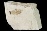 Miocene Pea Crab (Pinnixa) Fossil - California #141617-1